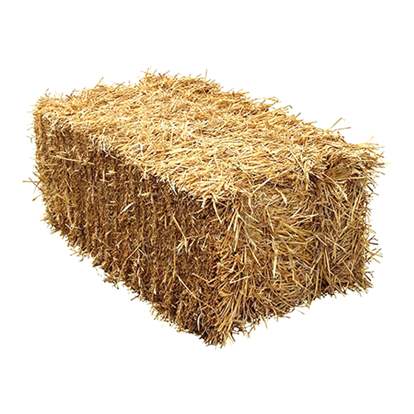 Guess this image